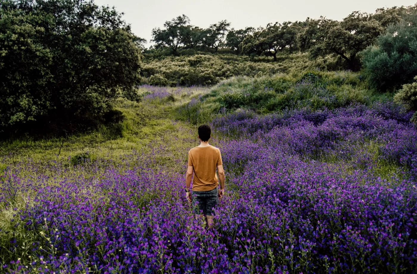 A person walking through a lavender meadow